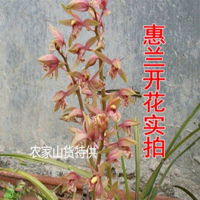 特香兰花春兰蕙兰花苗建兰墨兰蝴蝶兰花卉绿植兰花苗四季兰