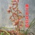 特香兰花春兰蕙兰花苗建兰墨兰蝴蝶兰花卉绿植兰花苗四季兰