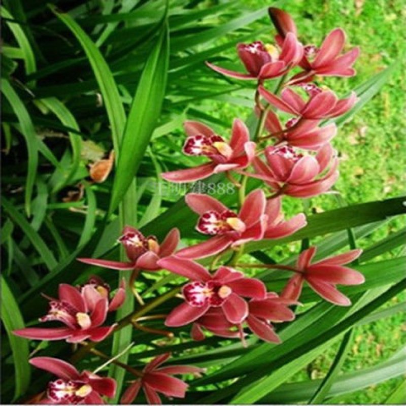特香兰花春兰蕙兰花苗建兰墨兰蝴蝶兰花卉绿植兰花苗四季兰