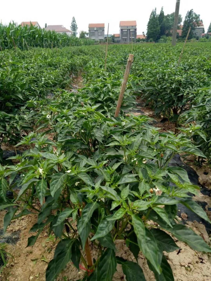 控保丰，控旺，营养，调节，碧一品牌，值得信赖