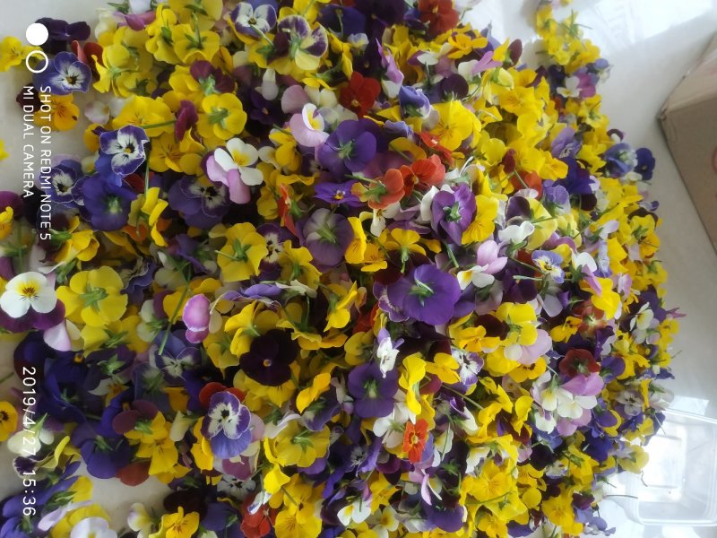 食用三色堇鲜花