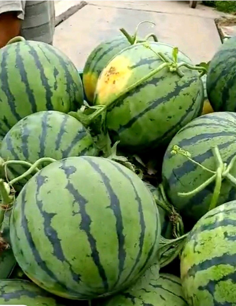 西瓜🍉