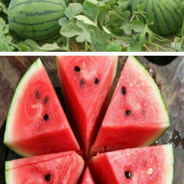 西瓜🍉