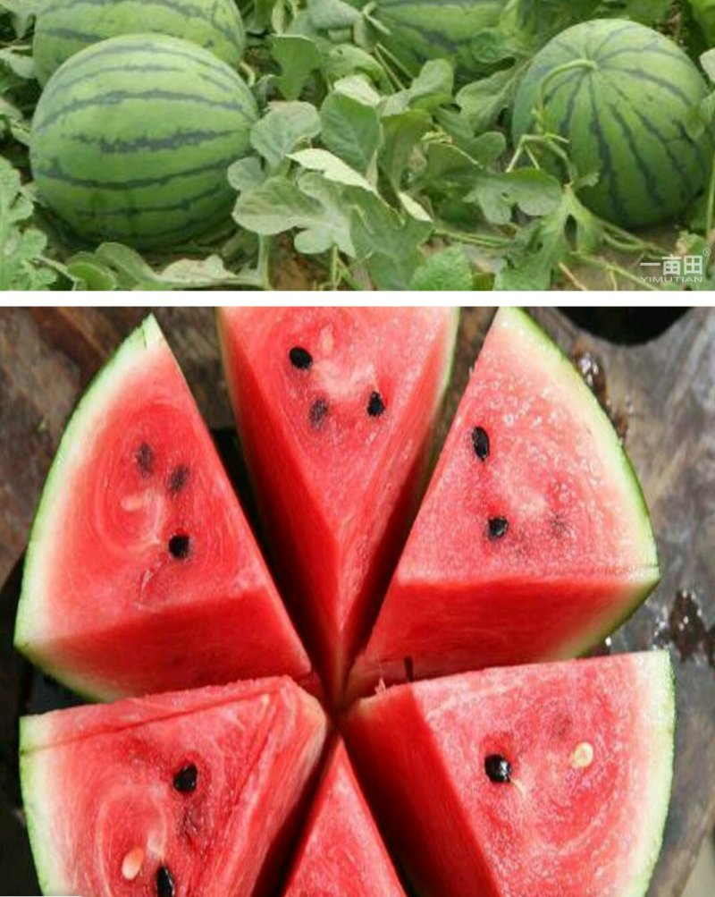 西瓜🍉