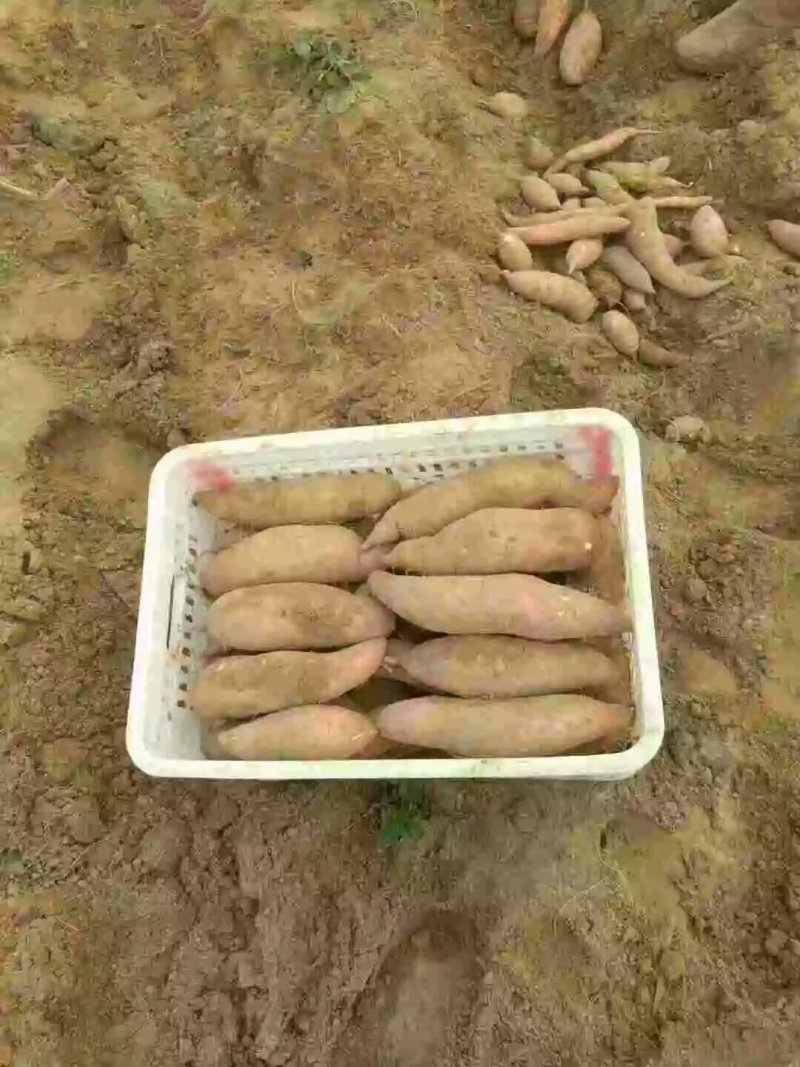 编号004万亩红薯基地供应！{陌武果蔬驿站总部}
