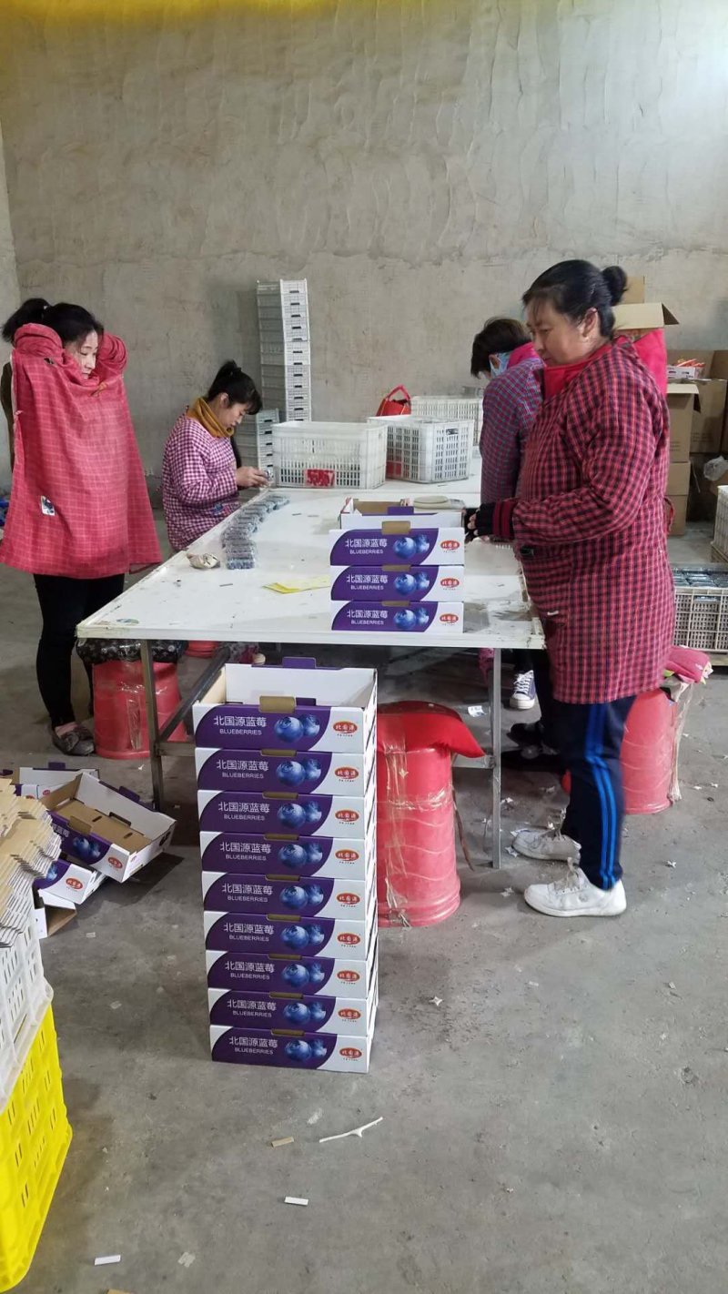 北陆蓝莓鲜果蓝莓水果产地供应生产厂家基地大量批发