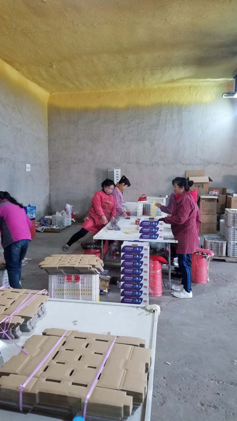 北陆蓝莓鲜果蓝莓水果产地供应生产厂家基地大量批发