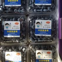 北陆蓝莓鲜果蓝莓水果产地供应生产厂家基地大量批发