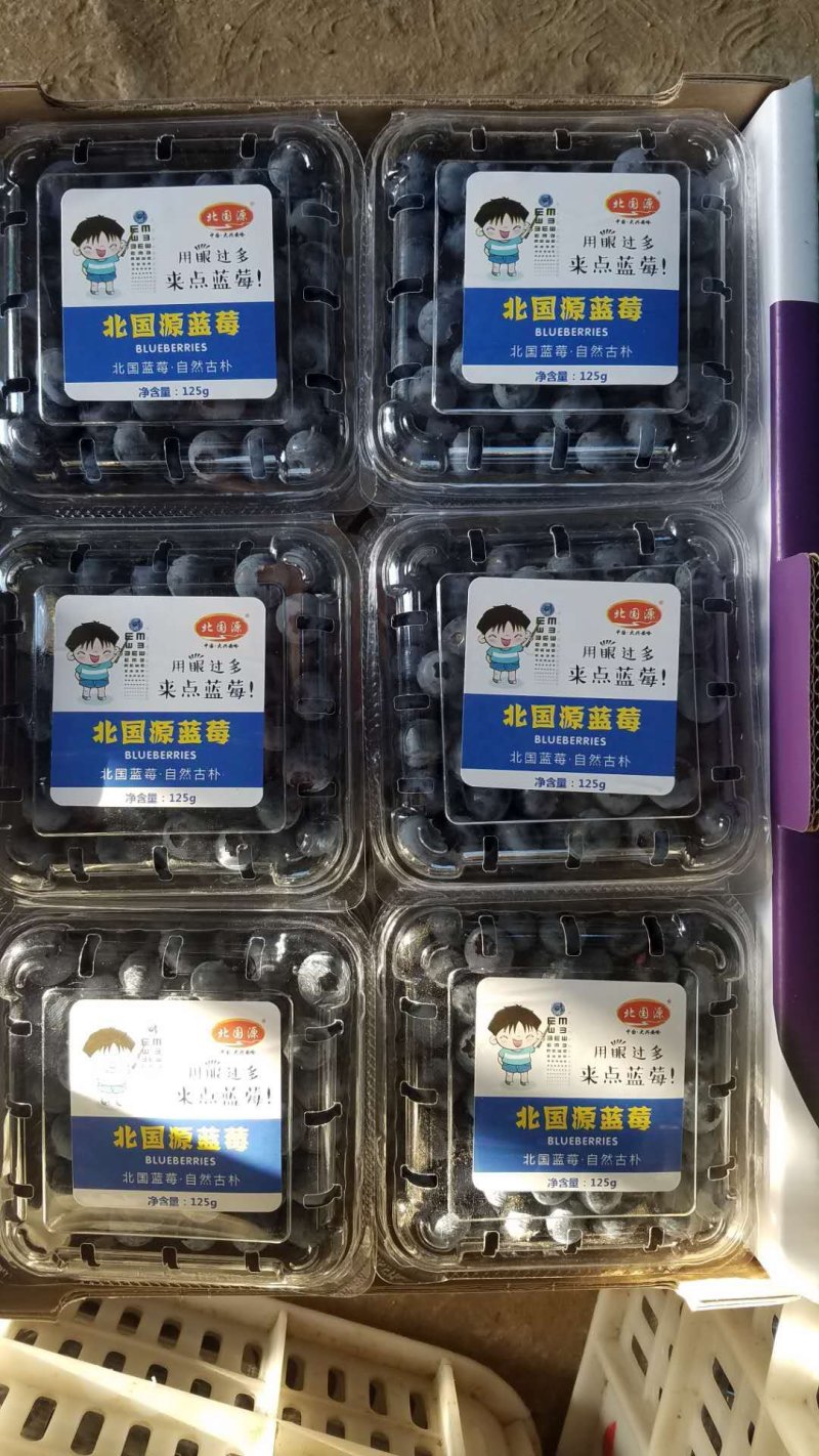 北陆蓝莓鲜果蓝莓水果产地供应生产厂家基地大量批发