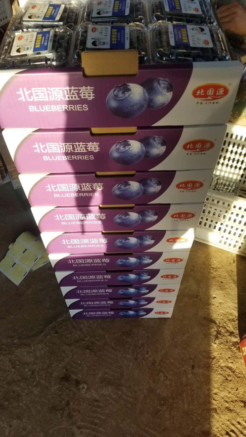 北陆蓝莓鲜果蓝莓水果产地供应生产厂家基地大量批发