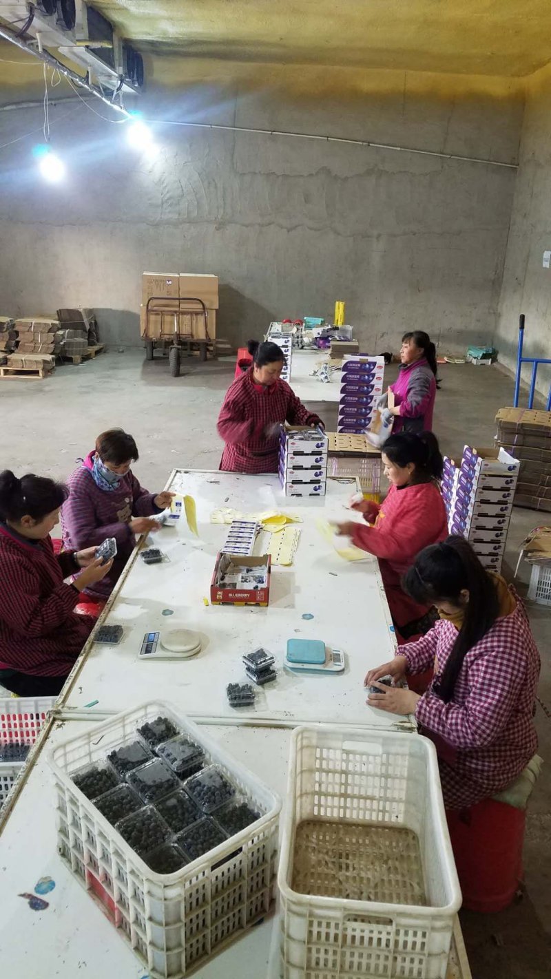 北陆蓝莓鲜果蓝莓水果产地供应生产厂家基地大量批发