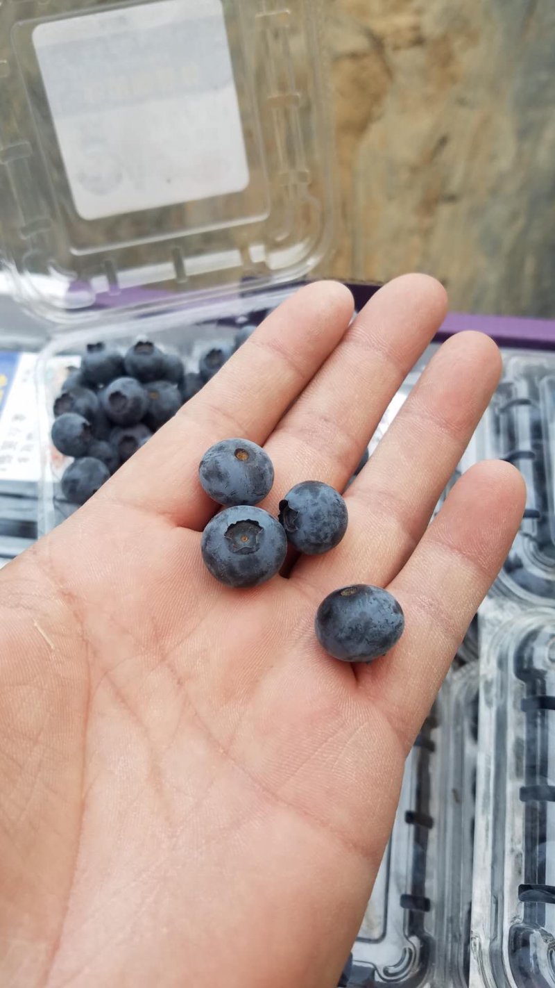 北陆蓝莓鲜果蓝莓水果产地供应生产厂家基地大量批发