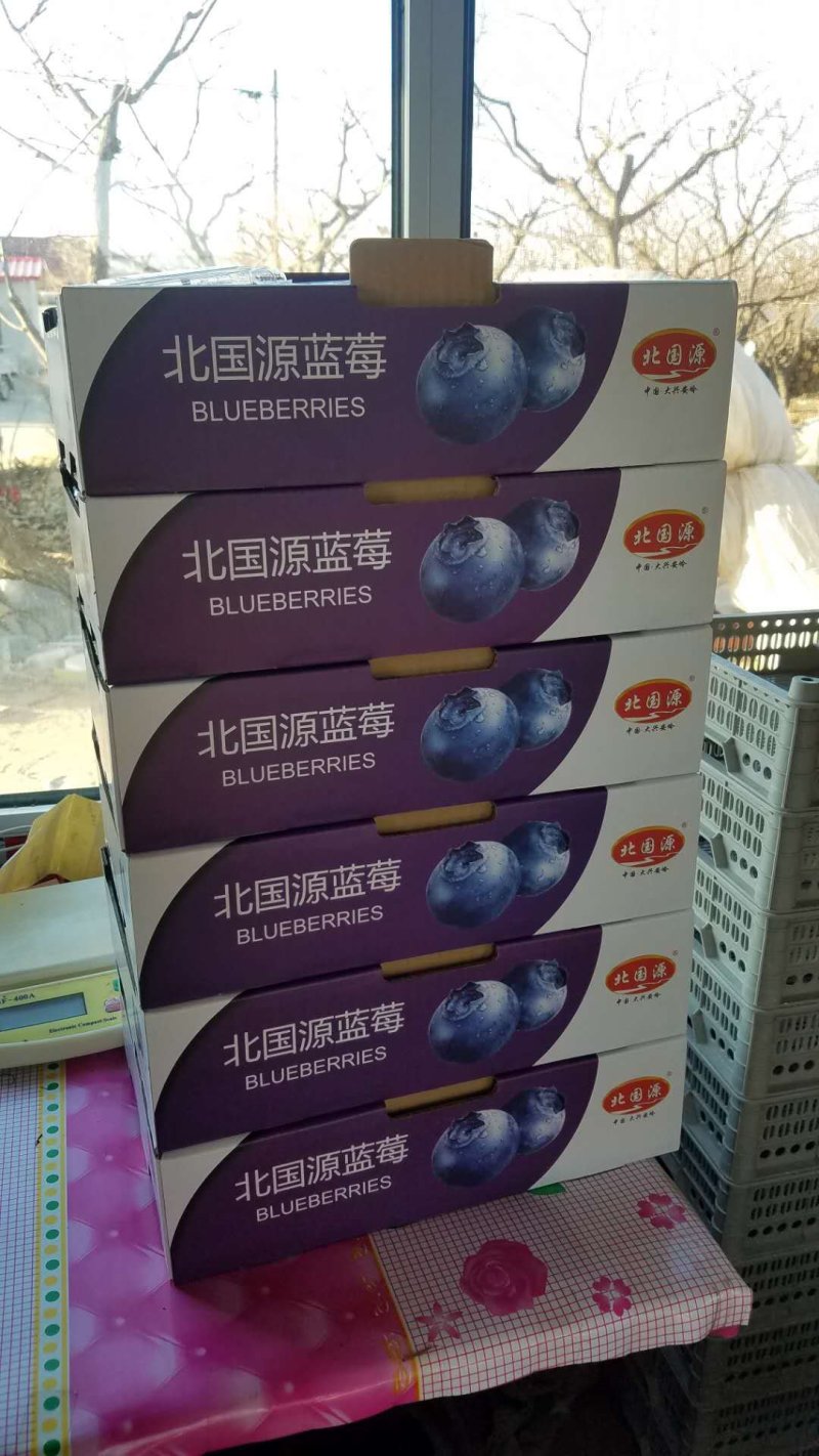 北陆蓝莓鲜果蓝莓水果产地供应生产厂家基地大量批发