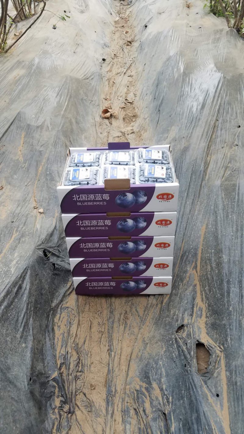 北陆蓝莓鲜果蓝莓水果产地供应生产厂家基地大量批发