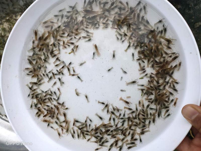淡水澳洲小龙虾苗