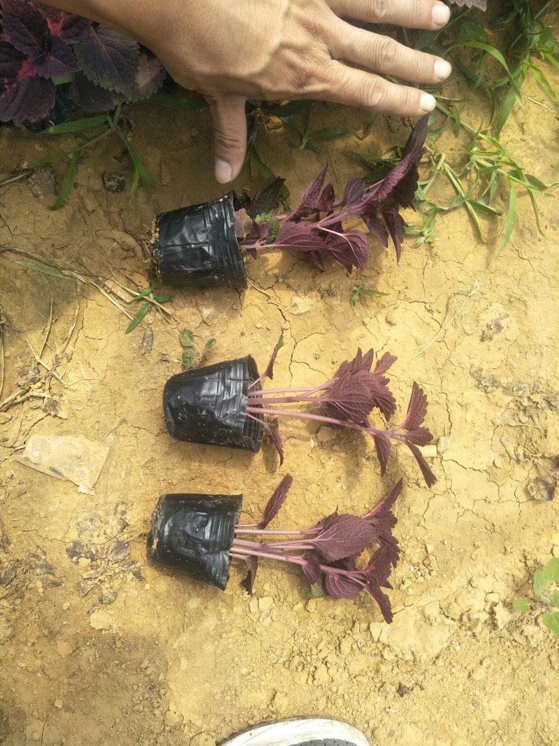 彩叶草