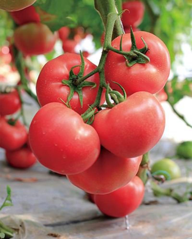 《硬粉西红柿》弧二起步大量上市产地直供质量保证