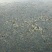 【泥鳅苗】泥鳅苗包成活提供技术跟踪服务量大从优质量保证