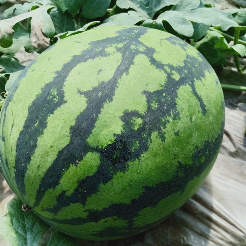 山东青州谭坊甜王西瓜，九成熟，一茬！包熟，包甜基地直发。
