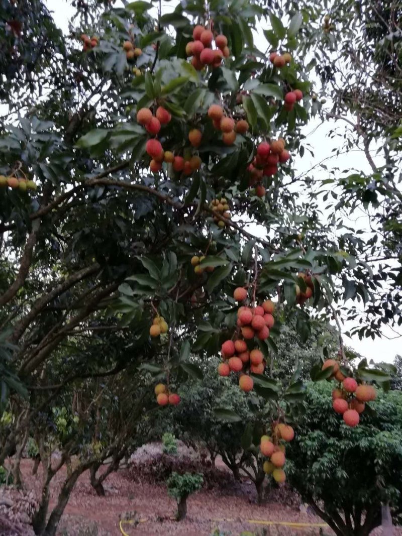 澄迈老树荔枝，荔枝优品白糖罂