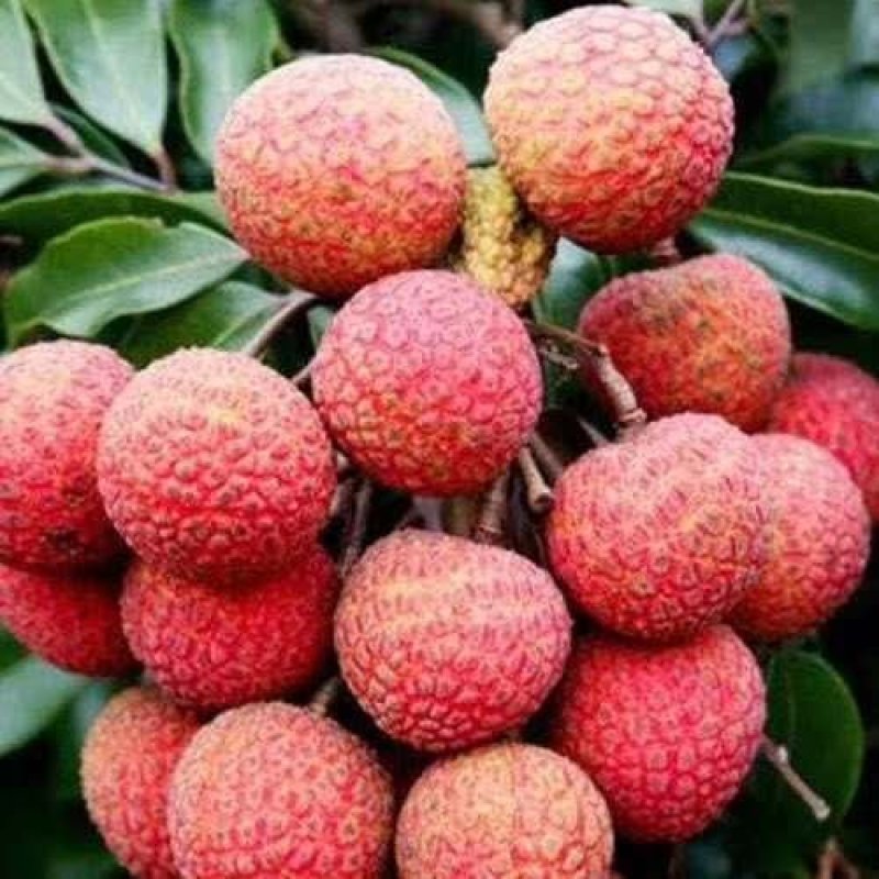 澄迈老树荔枝，荔枝优品白糖罂