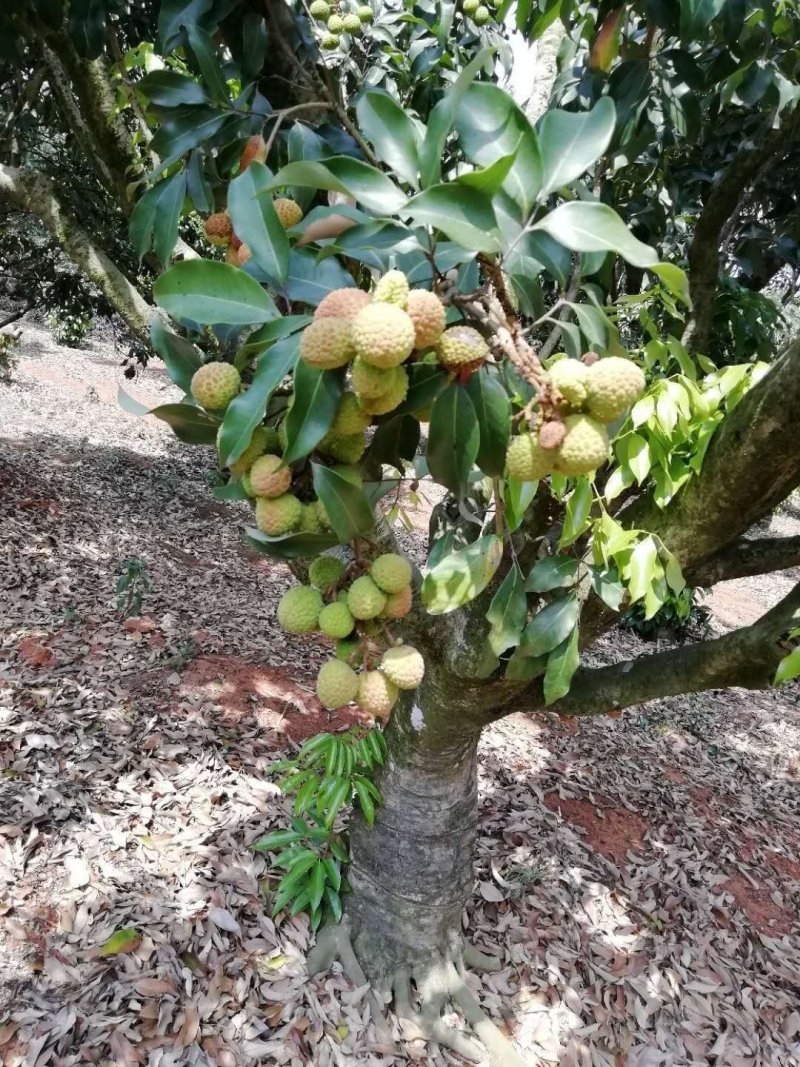 澄迈老树荔枝，荔枝优品白糖罂