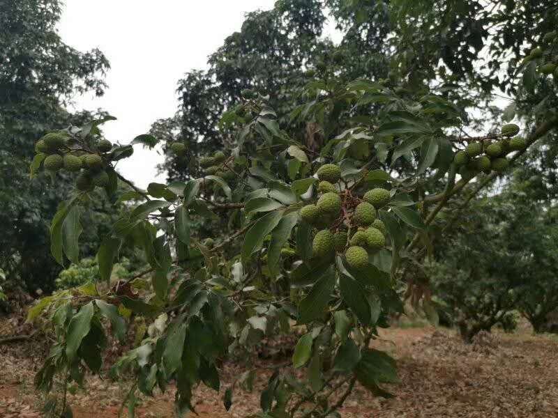 澄迈老树荔枝，荔枝优品白糖罂