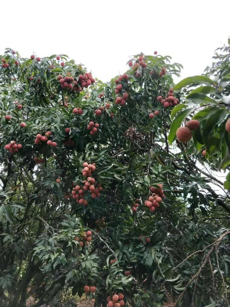 澄迈老树荔枝，荔枝优品白糖罂