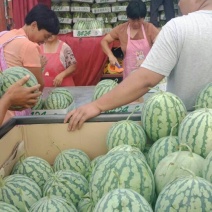精品西瓜安徽西瓜8424西瓜，甜度好，保证包熟包甜