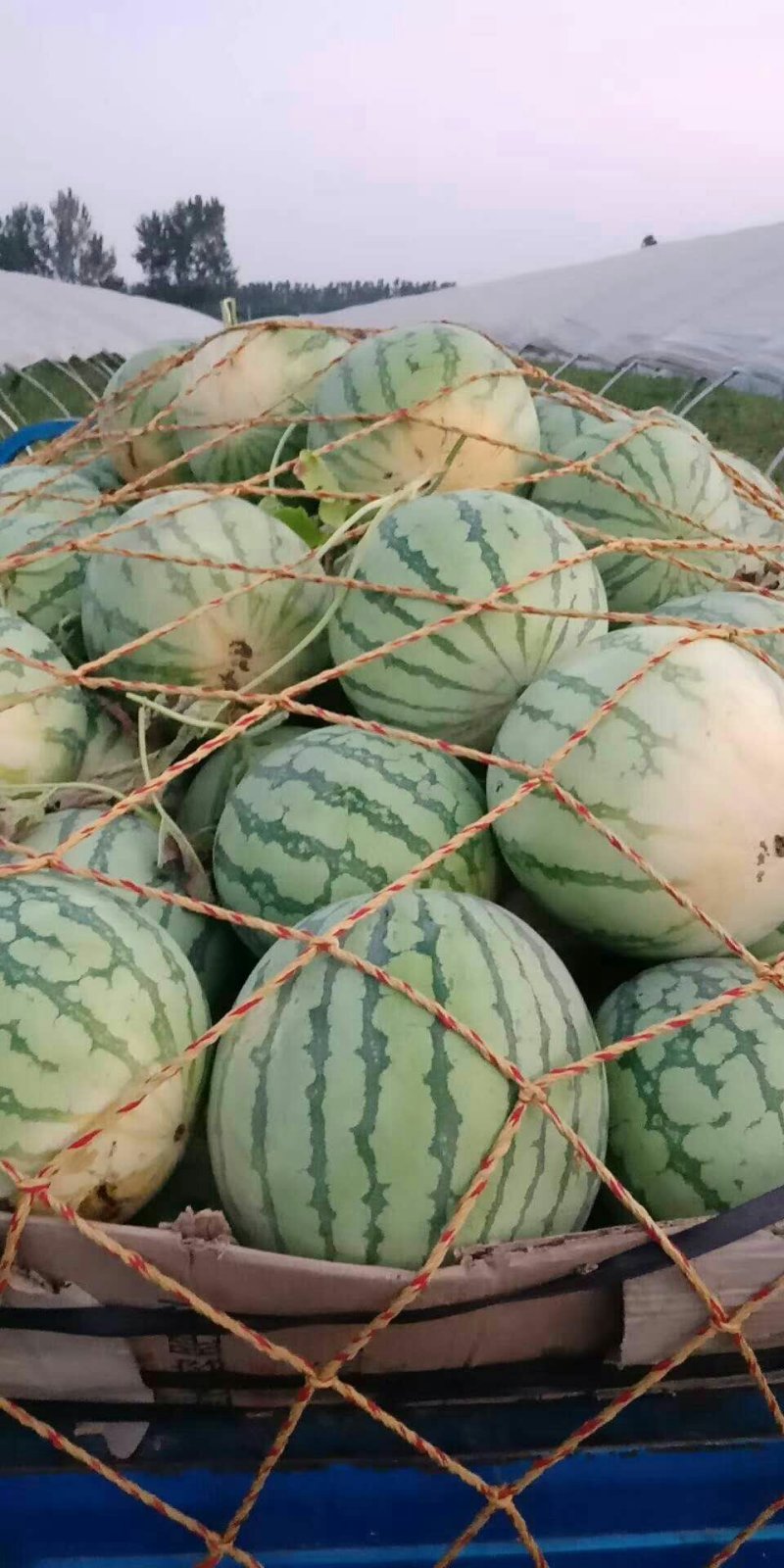 精品西瓜安徽西瓜8424西瓜，甜度好，保证包熟包甜