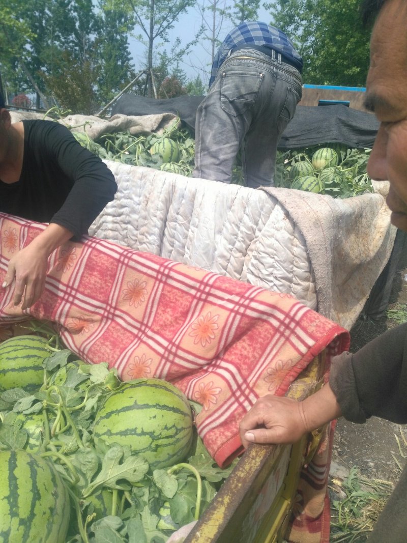 精品西瓜安徽西瓜8424西瓜，甜度好，保证包熟包甜