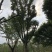 香樟树大树（基地直供3一35公分规格齐全）