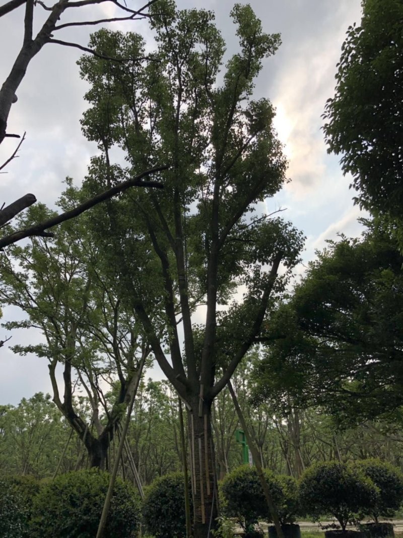 香樟树大树（基地直供3一35公分规格齐全）