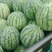 西瓜，8424西瓜，知量好，口干好大量上市。