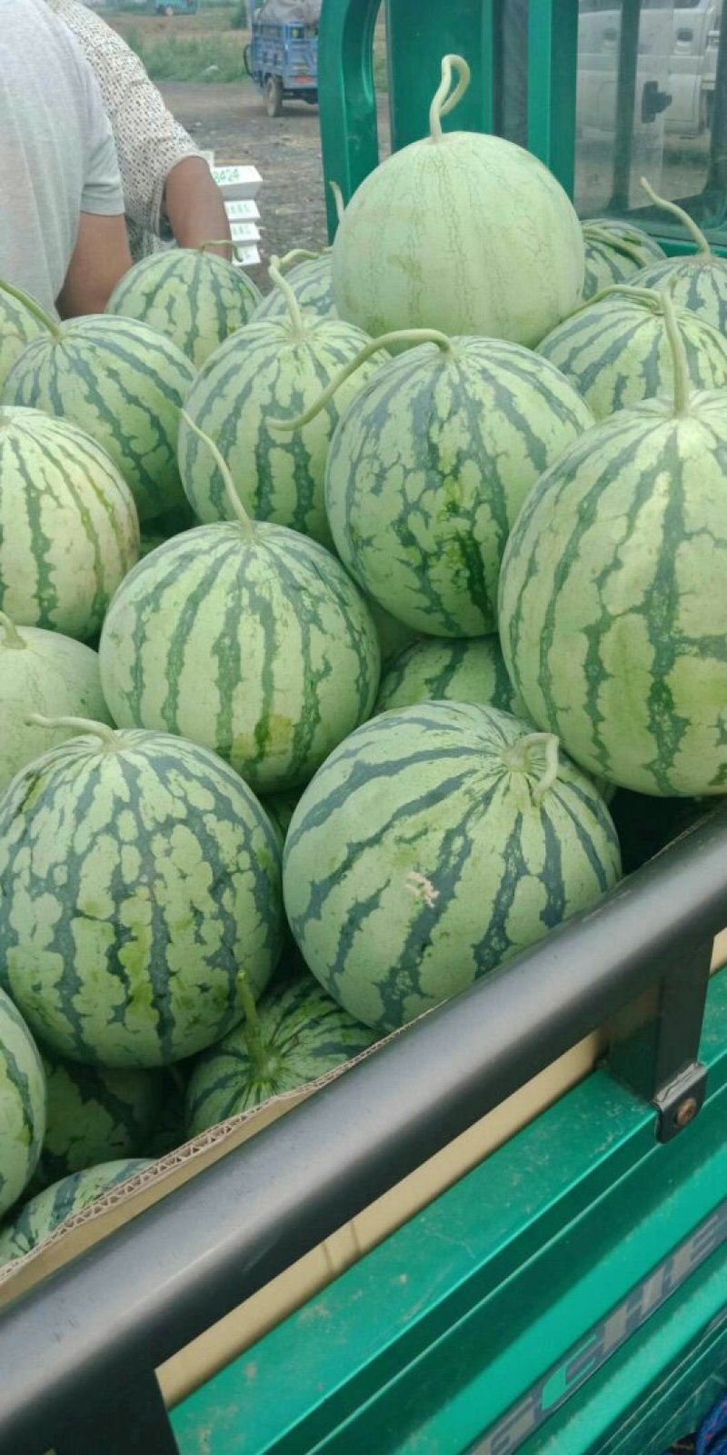 西瓜，8424西瓜，知量好，口干好大量上市。