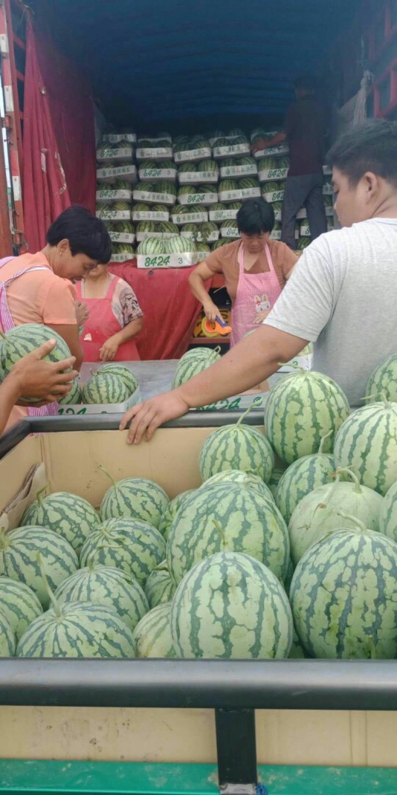 西瓜，8424西瓜，知量好，口干好大量上市。