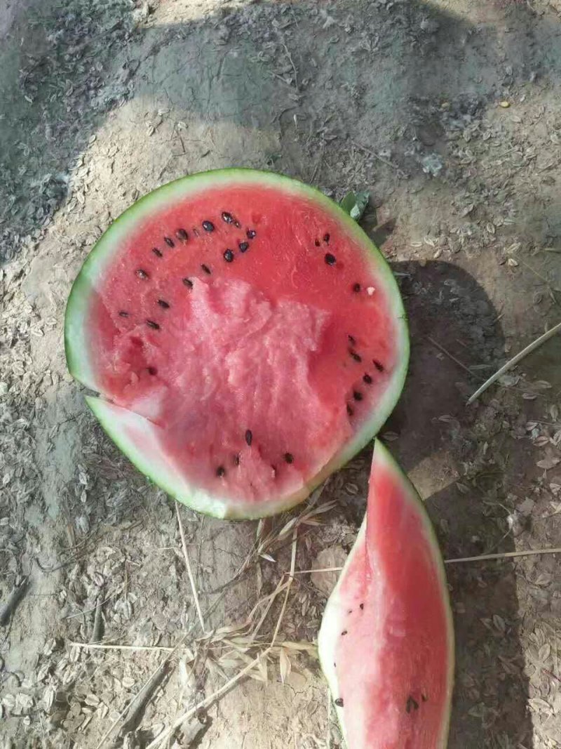 西瓜，8424西瓜，知量好，口干好大量上市。