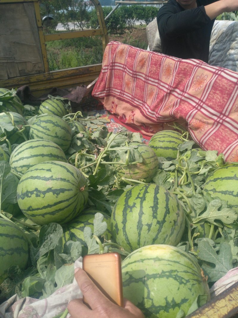 西瓜，8424西瓜，知量好，口干好大量上市。