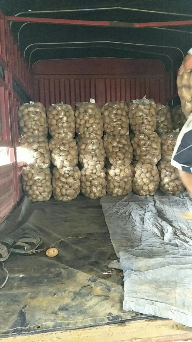 土豆已经大量上市，市场，超市客户积极采购，需要联系