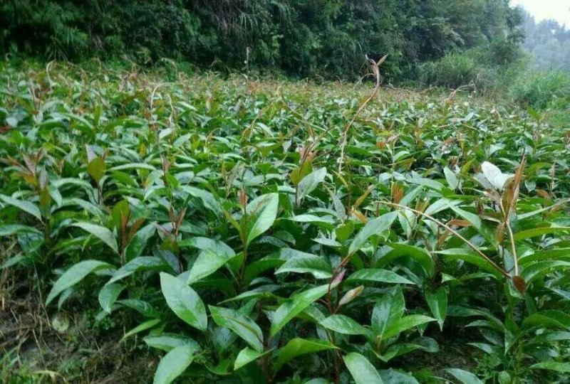 黑老虎布福娜果苗根须发达可带泥球发货