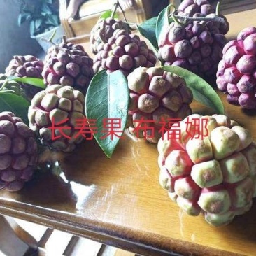 黑老虎布福娜果苗根须发达可带泥球发货