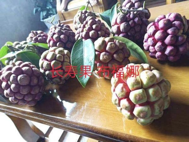 黑老虎布福娜果苗根须发达可带泥球发货