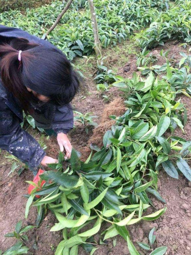 黑老虎布福娜果苗根须发达可带泥球发货