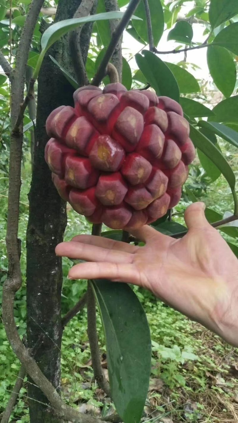 黑老虎布福娜果苗根须发达可带泥球发货