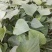 龙薯九号:红薯苗0.08元/株，