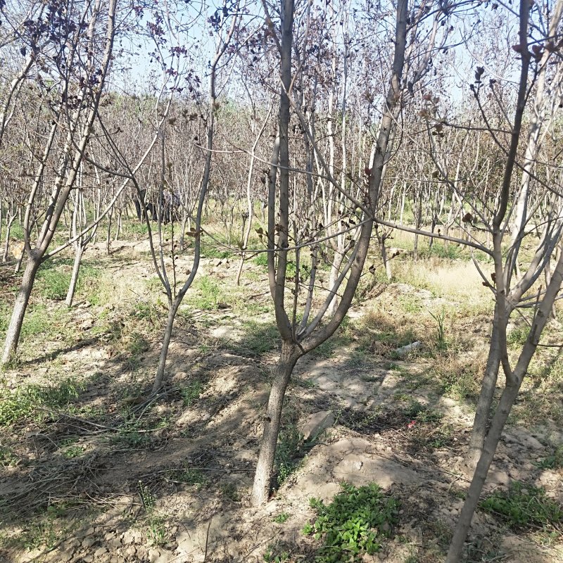 红栌树苗山东3公分公分5公分精品美国红栌价格
