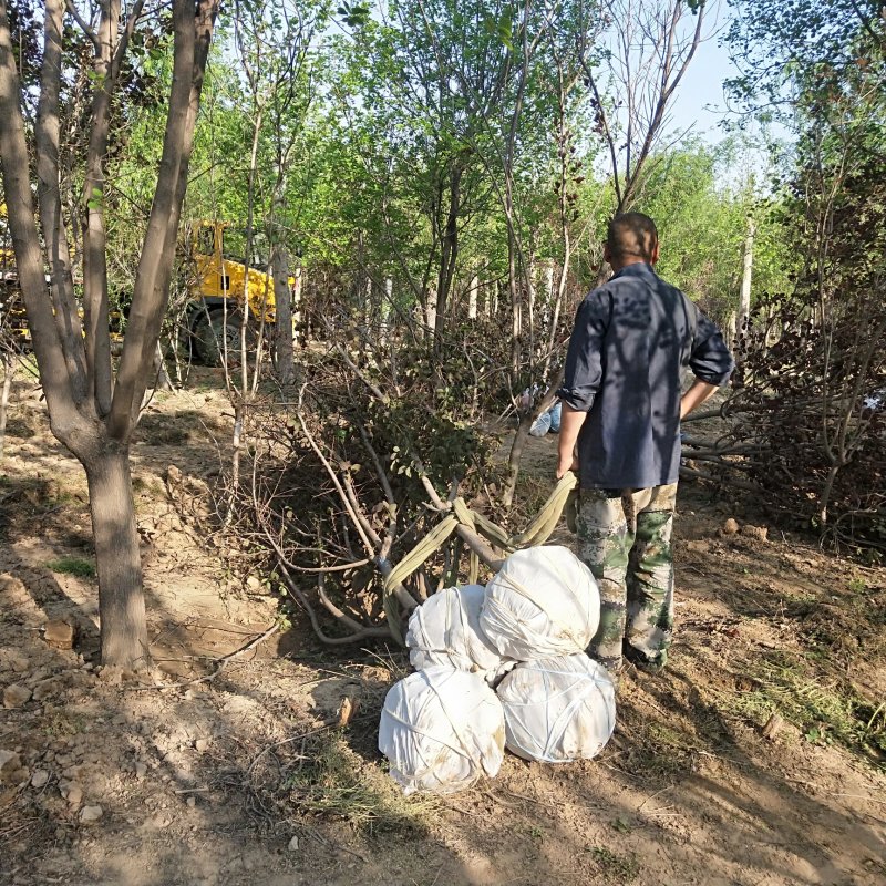 红栌树苗山东3公分公分5公分精品美国红栌价格