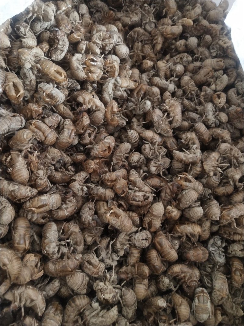 蝉蜕，半沙货，干净，落地货。