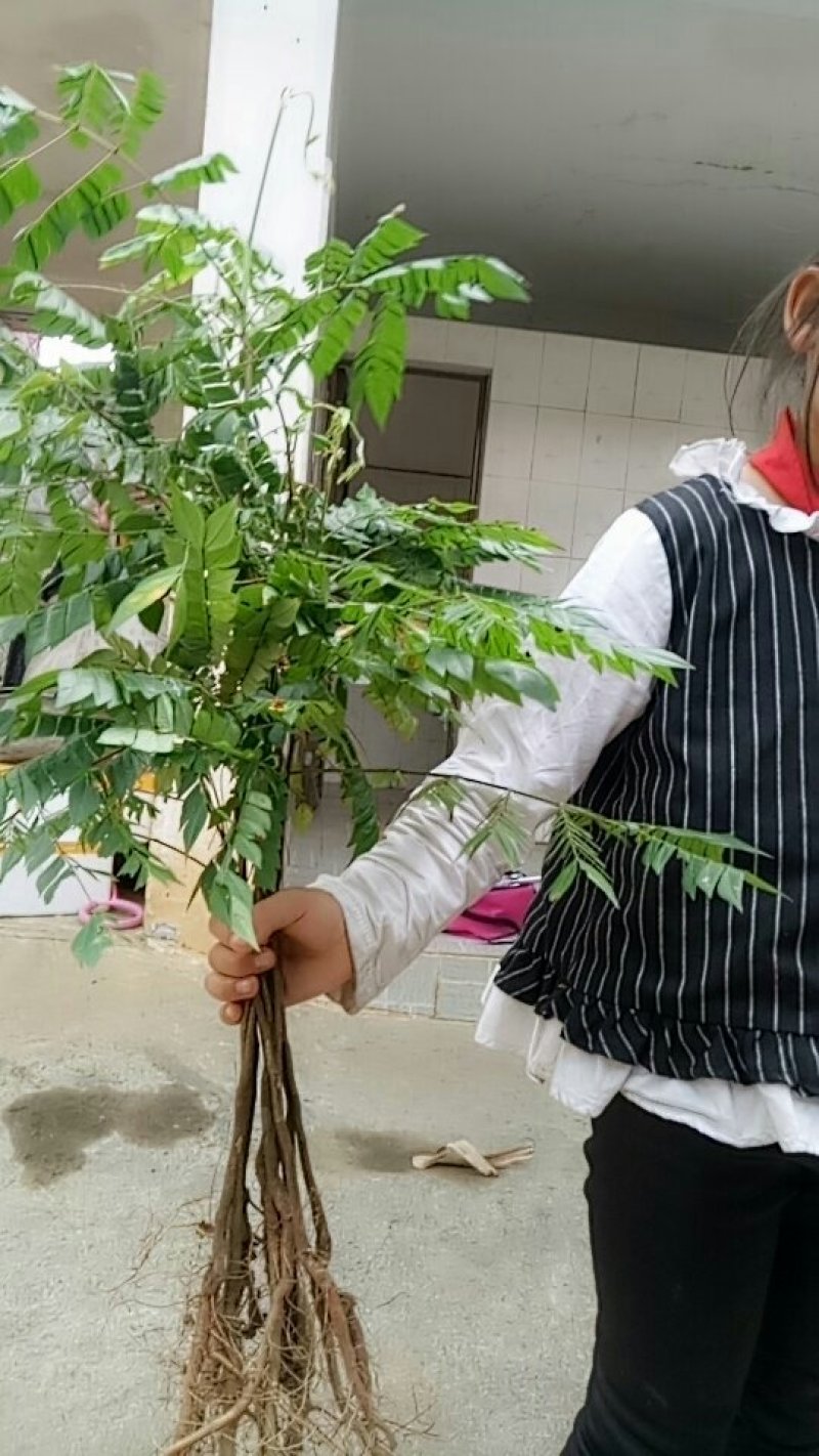 猴耳环种苗现挖现卖成活率高手续齐全因苗木裸根苗可走空运发