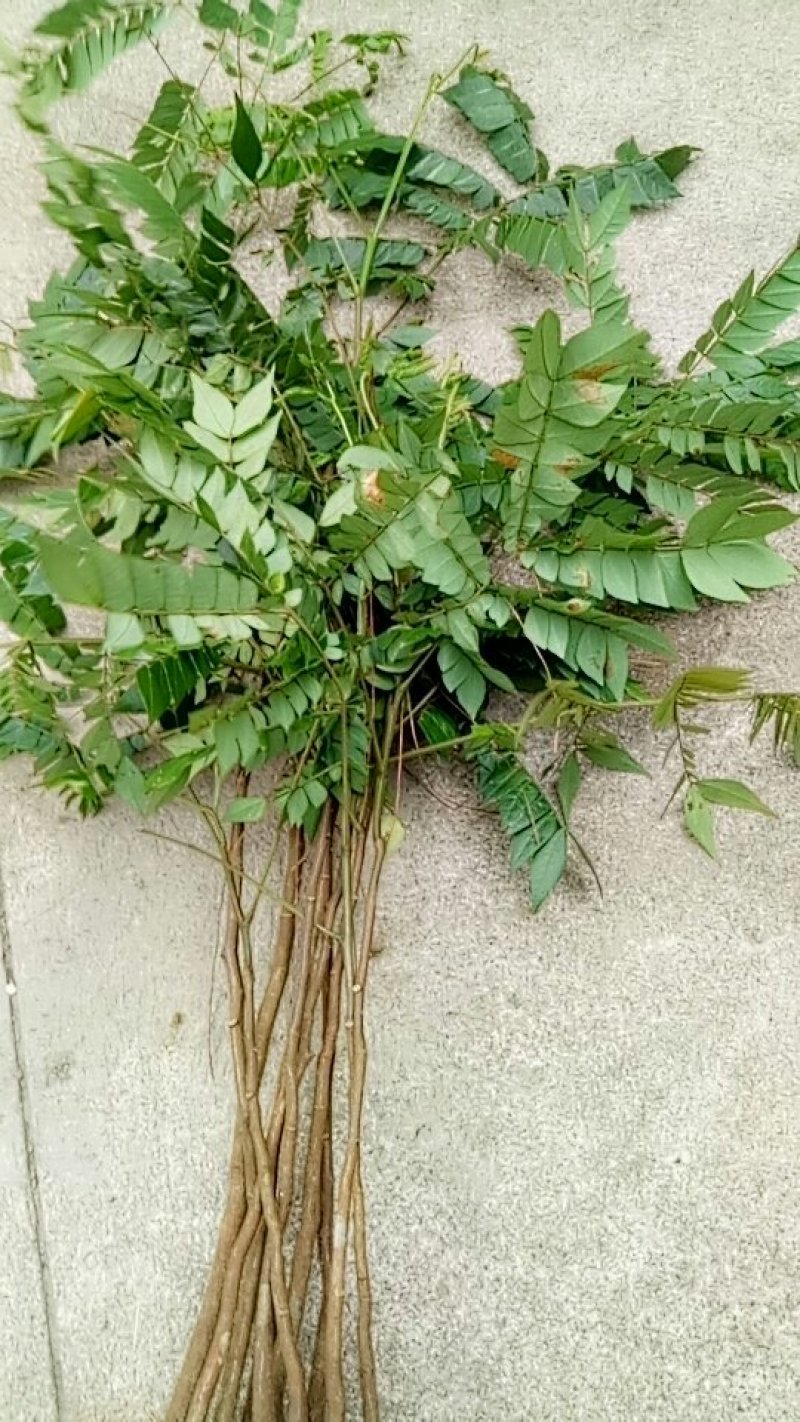 猴耳环种苗现挖现卖成活率高手续齐全因苗木裸根苗可走空运发